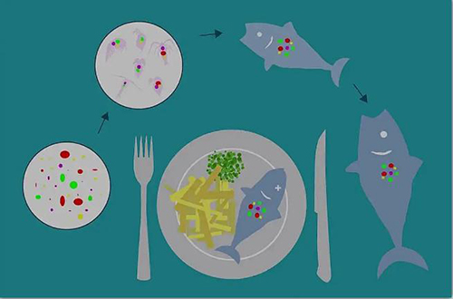 Microplastics have entered the food chain